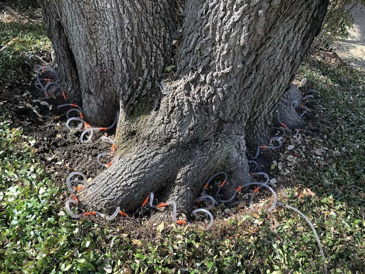 Detailed Tree Cabling and Bracing job site in Fort Worth
