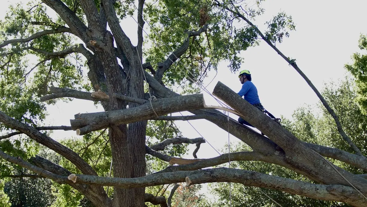 Professional Hazardous Tree Removal performed by certified arborists in Fort Worth