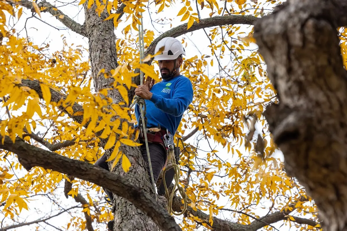 Skilled Stump Removal crew working in Fort Worth